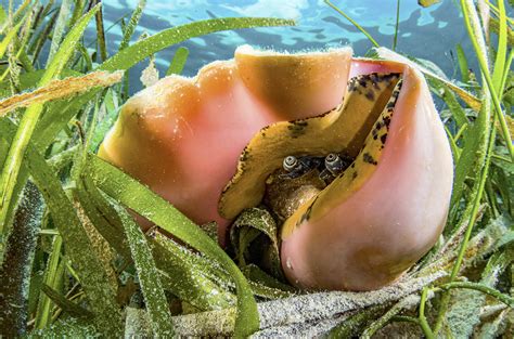  Querying Queen Conch! An Underwater Resident Known for Its Majestic Spiral Shell