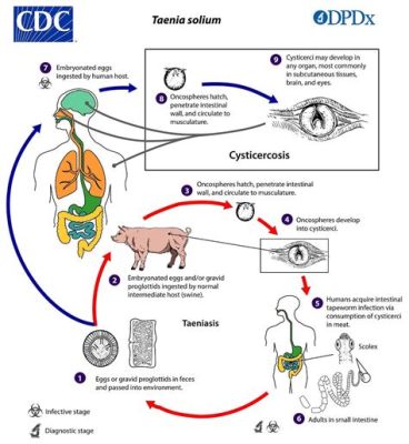  Taenia solium: 돼지속의 기생충이 되어 인간의 소화기관까지 침범하는 놀라운 생존 전략!