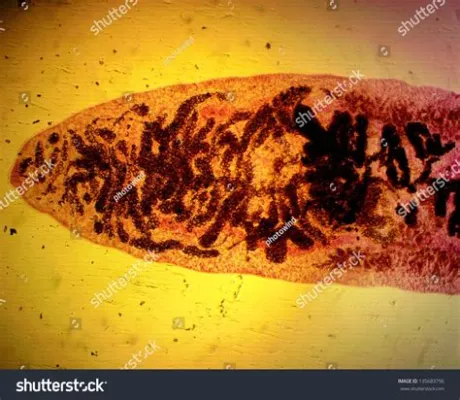  Dicrocoelium dendriticum: 이 기생충은 딱정벌레를 통해 척추동물의 간으로 여행을 떠납니다!