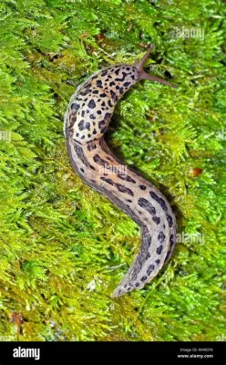  Limax Maximus:  아름다운 윤기가 돋보이는 이슬비는, 과연 어디서 숨어있을까요?